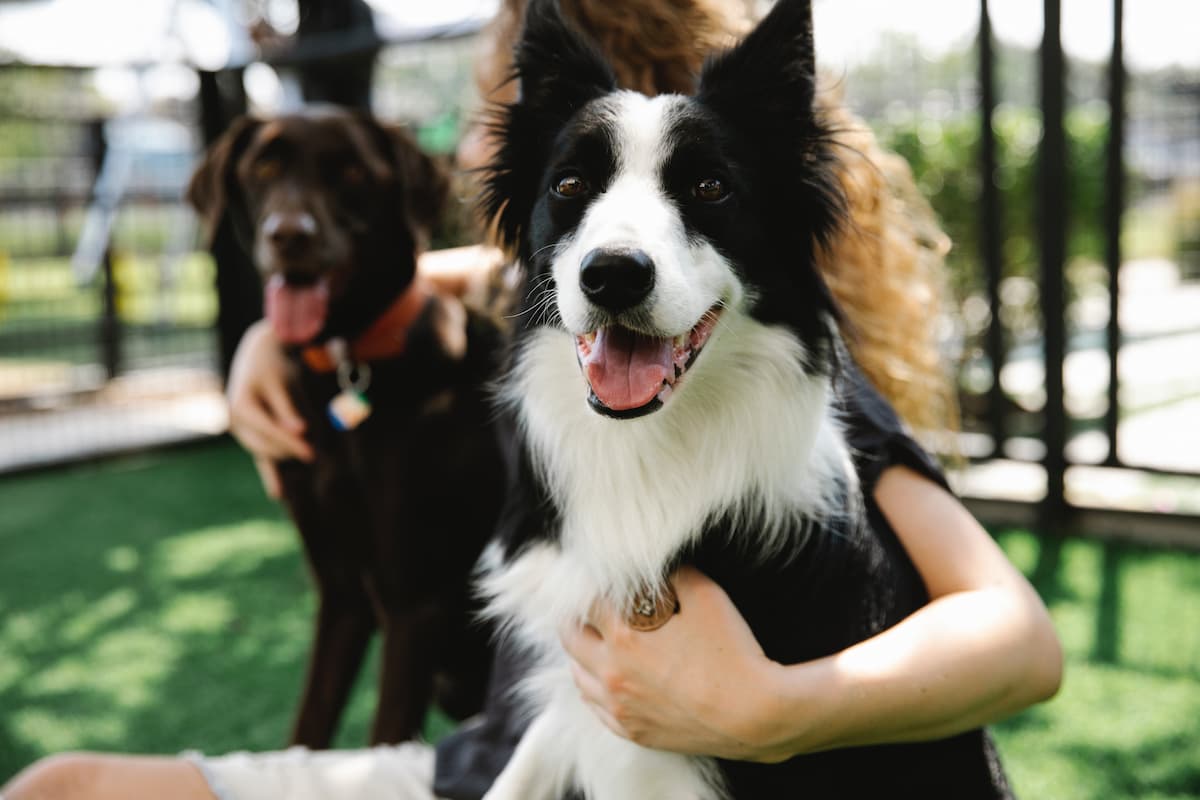 What You Need to Know: Heartworms, Fleas, and Ticks